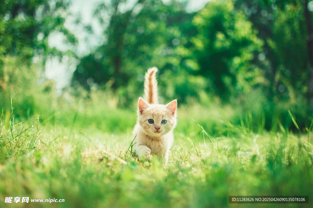草地上奔跑的可爱小猫咪
