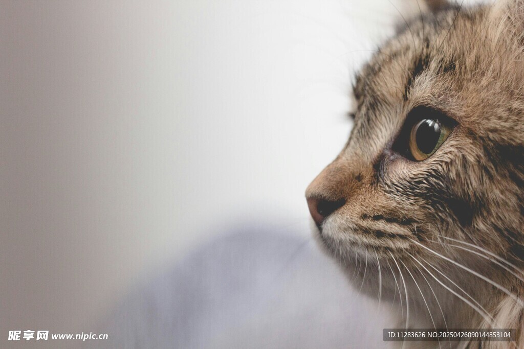 侧头凝视的可爱猫咪