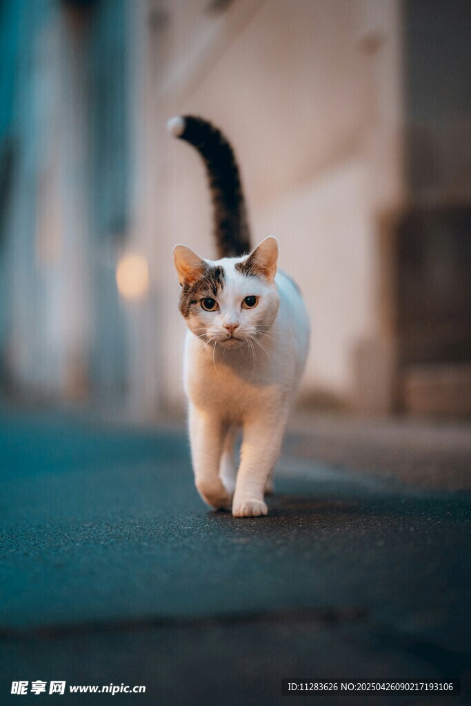 漫步街头的可爱猫咪