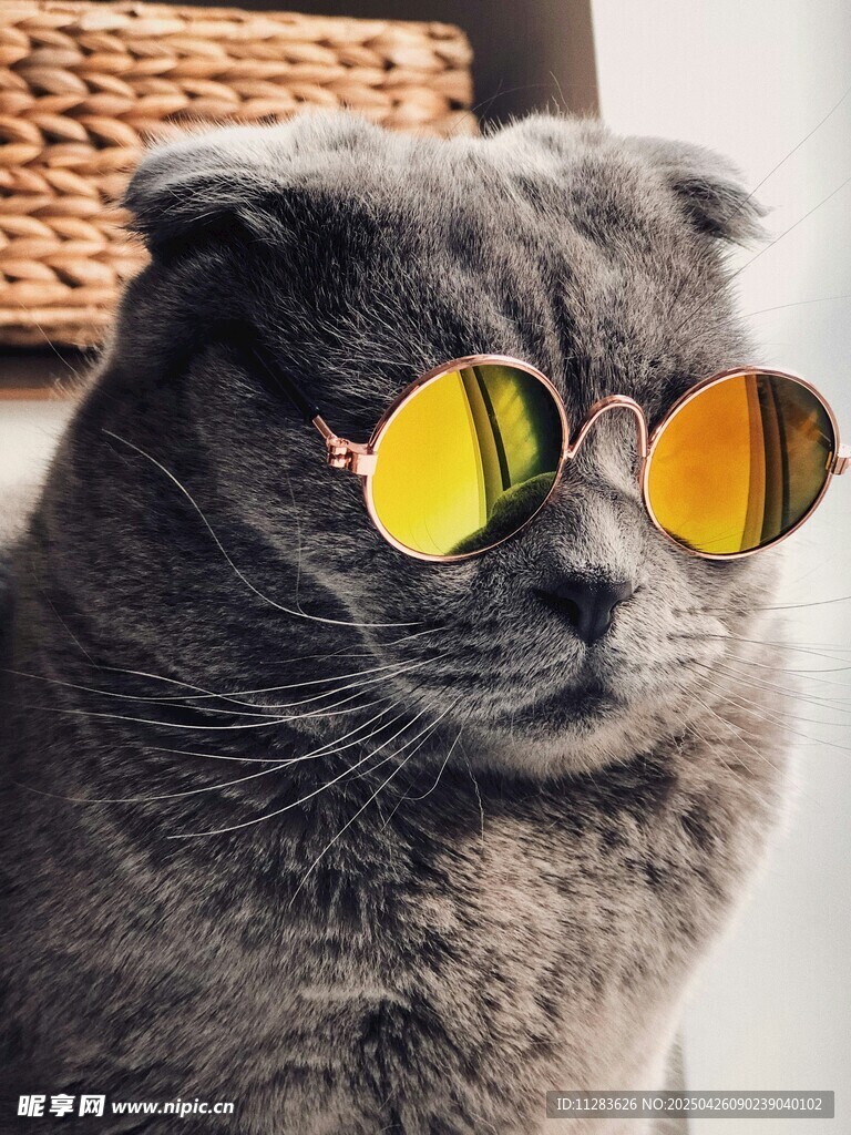 戴墨镜的酷萌猫咪