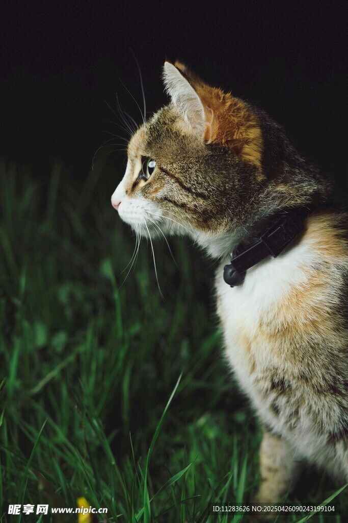 草地上戴项圈的猫咪