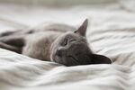 熟睡的灰猫