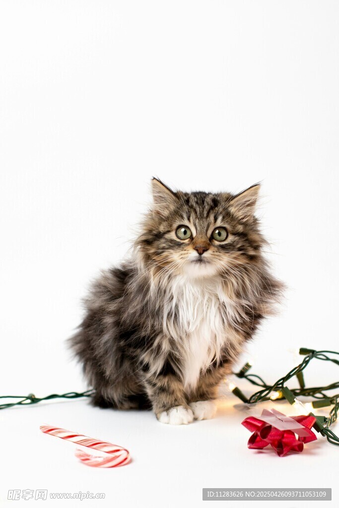 长毛猫咪与玫瑰浪漫同框