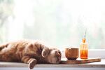慵懒猫咪惬意趴窗台