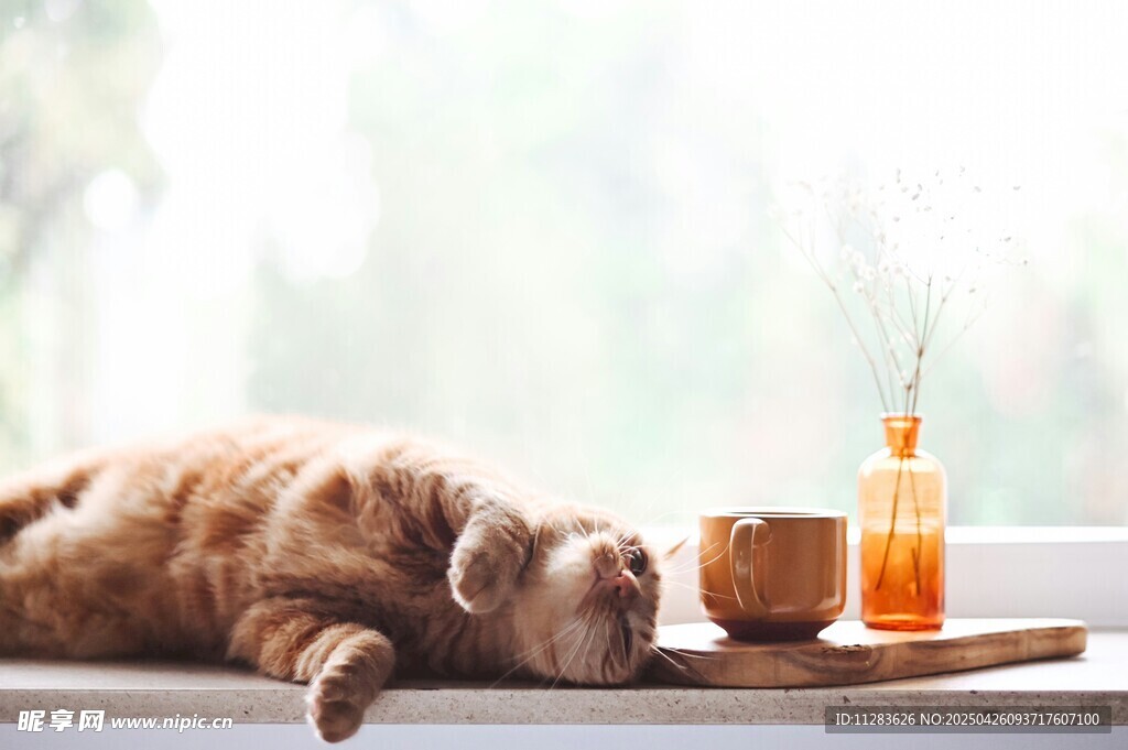 慵懒猫咪惬意趴窗台