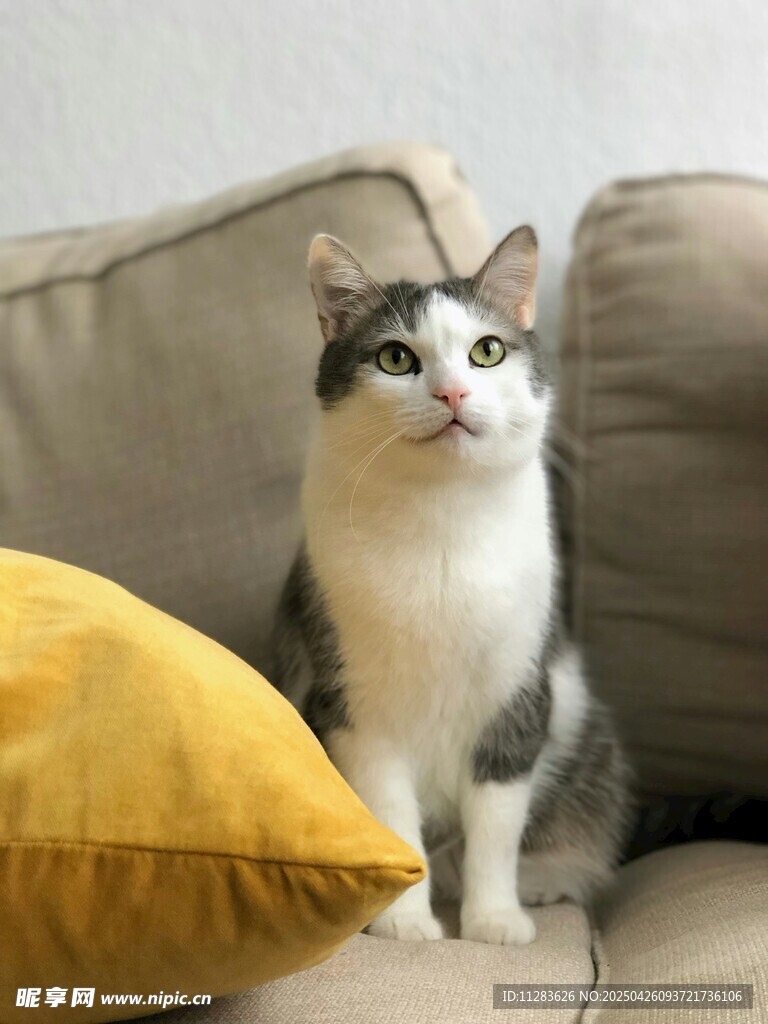 沙发上的可爱猫咪