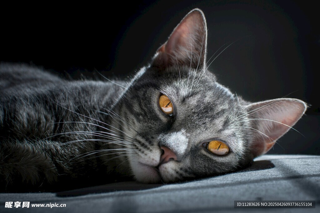 趴着的灰纹猫