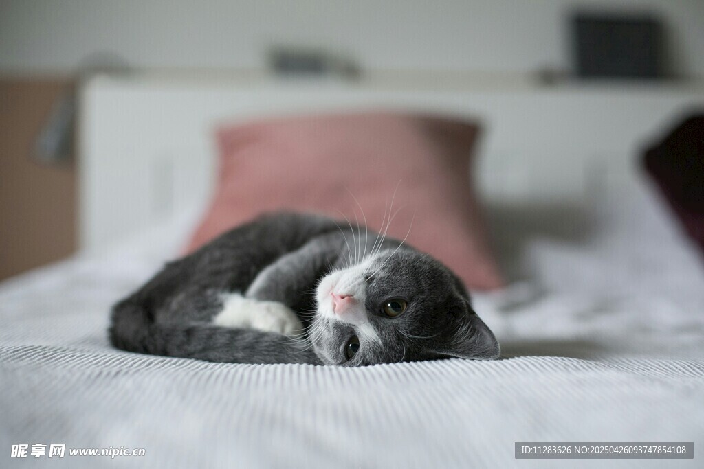 熟睡的萌猫