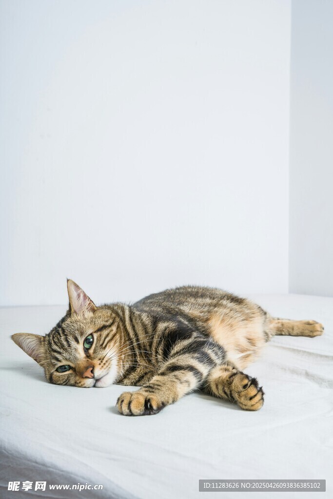 熟睡的条纹小猫