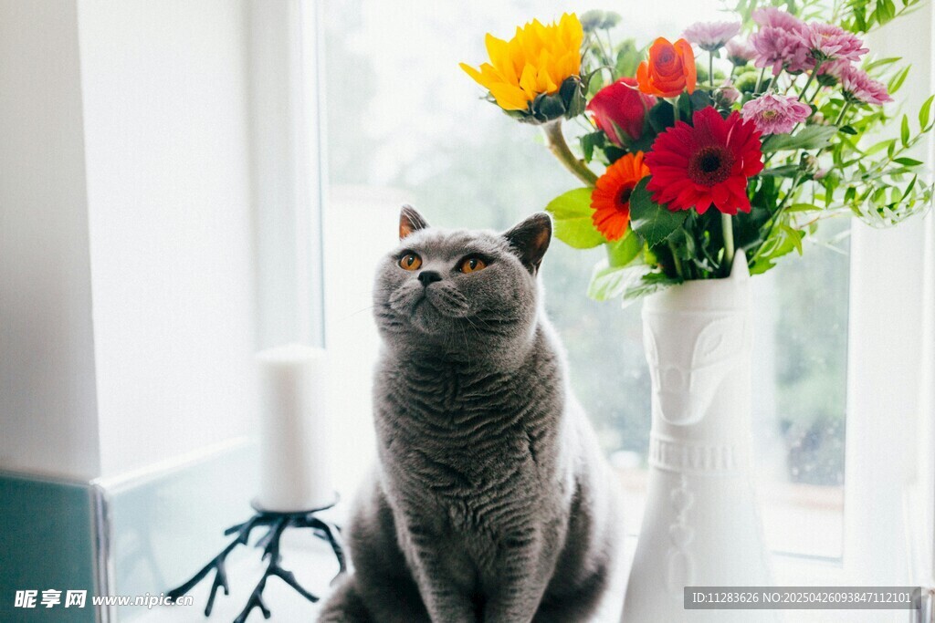 灰猫赏花瓶中多彩鲜花