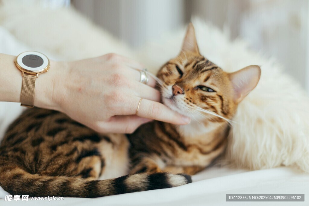 手抚萌猫
