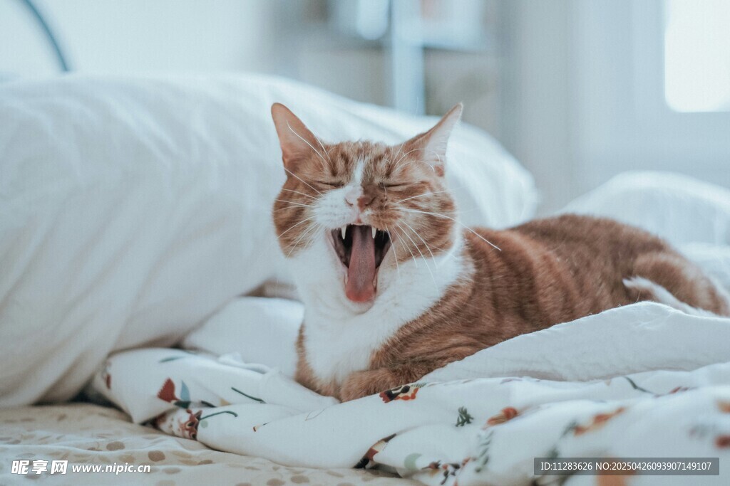 打哈欠的可爱猫咪