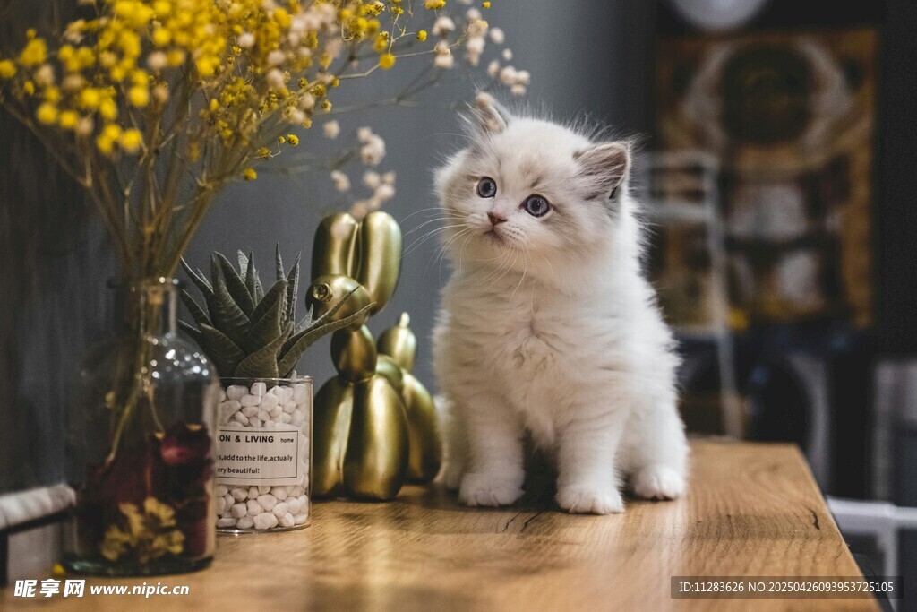 可爱猫咪立于桌前赏景