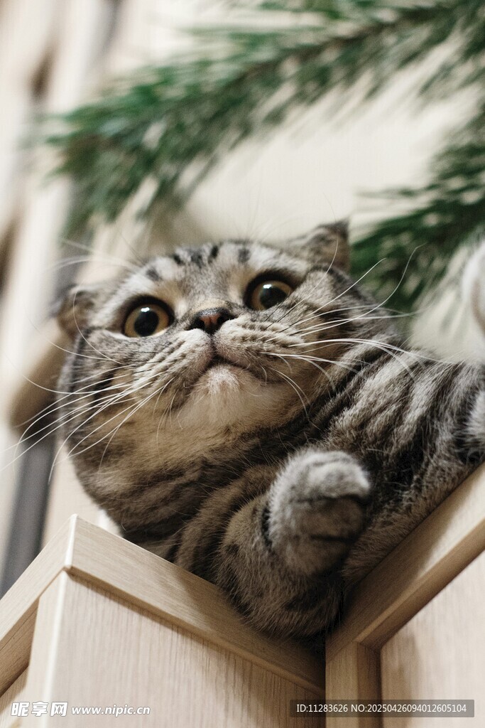 萌猫趴木箱好奇张望