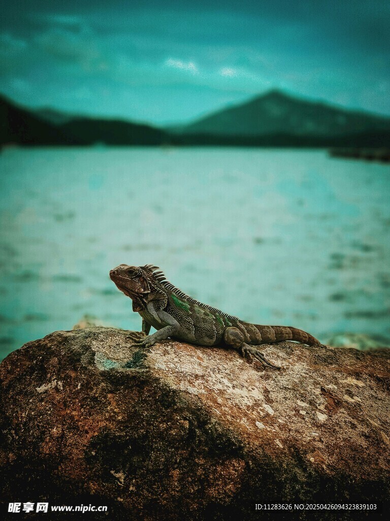 岩石上的蜥蜴眺望远方