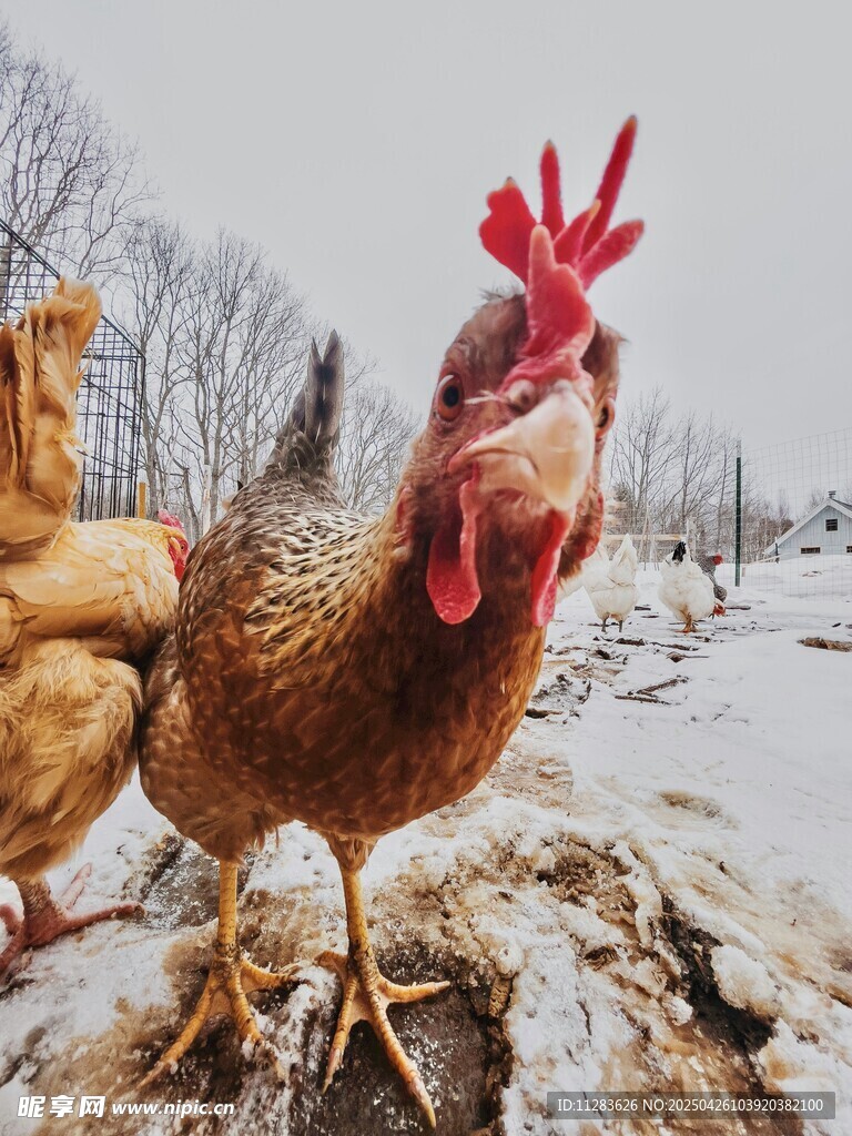 雪地中的公鸡与母鸡