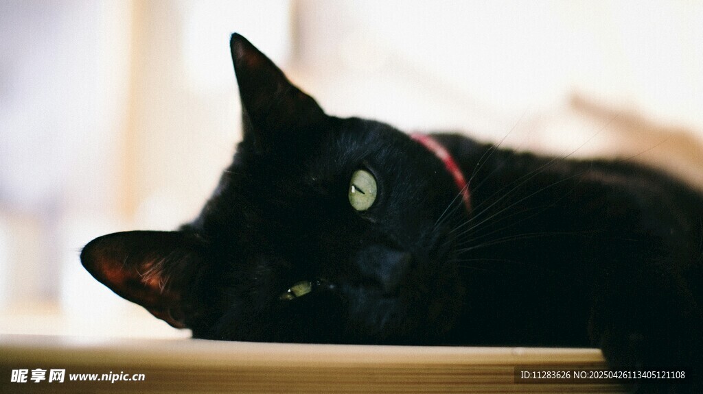 黑猫慵懒趴卧