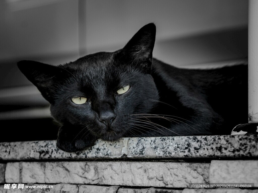 黑猫慵懒趴于砖石上