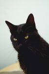 黑猫凝视