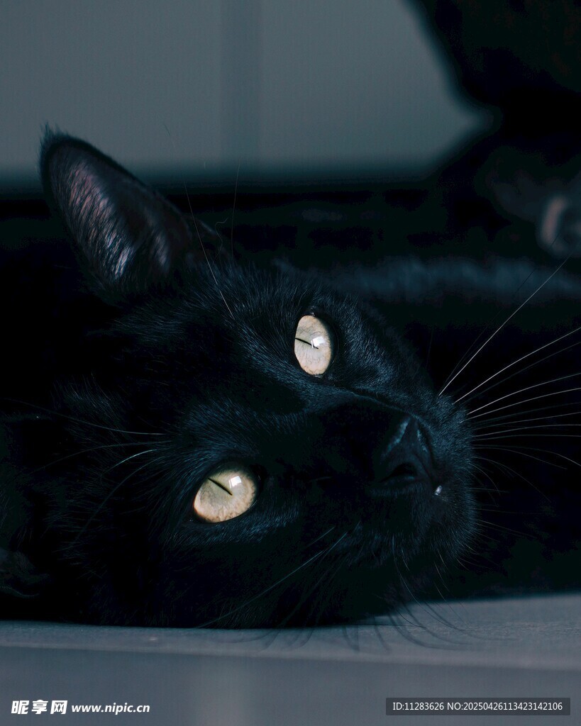 黑猫凝视