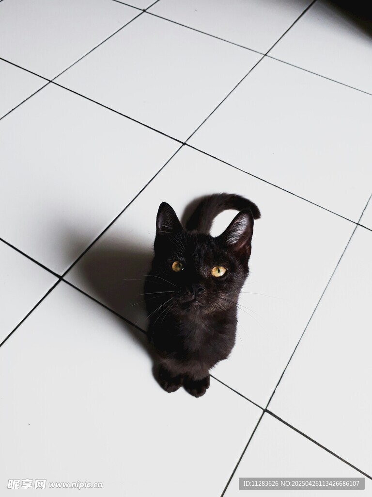 黑猫蹲坐于白色瓷砖地面