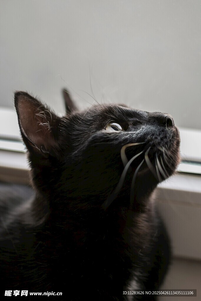 仰头小黑猫