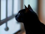 黑猫侧影