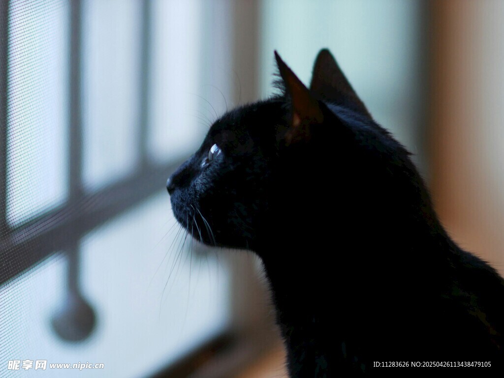 黑猫侧影