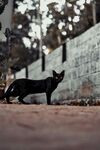 黑猫于户外昂首而立