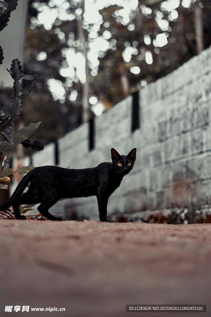 黑猫于户外昂首而立