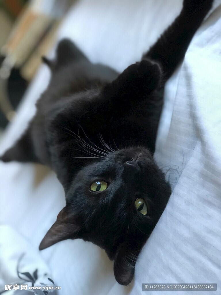 黑猫躺卧显慵懒姿态