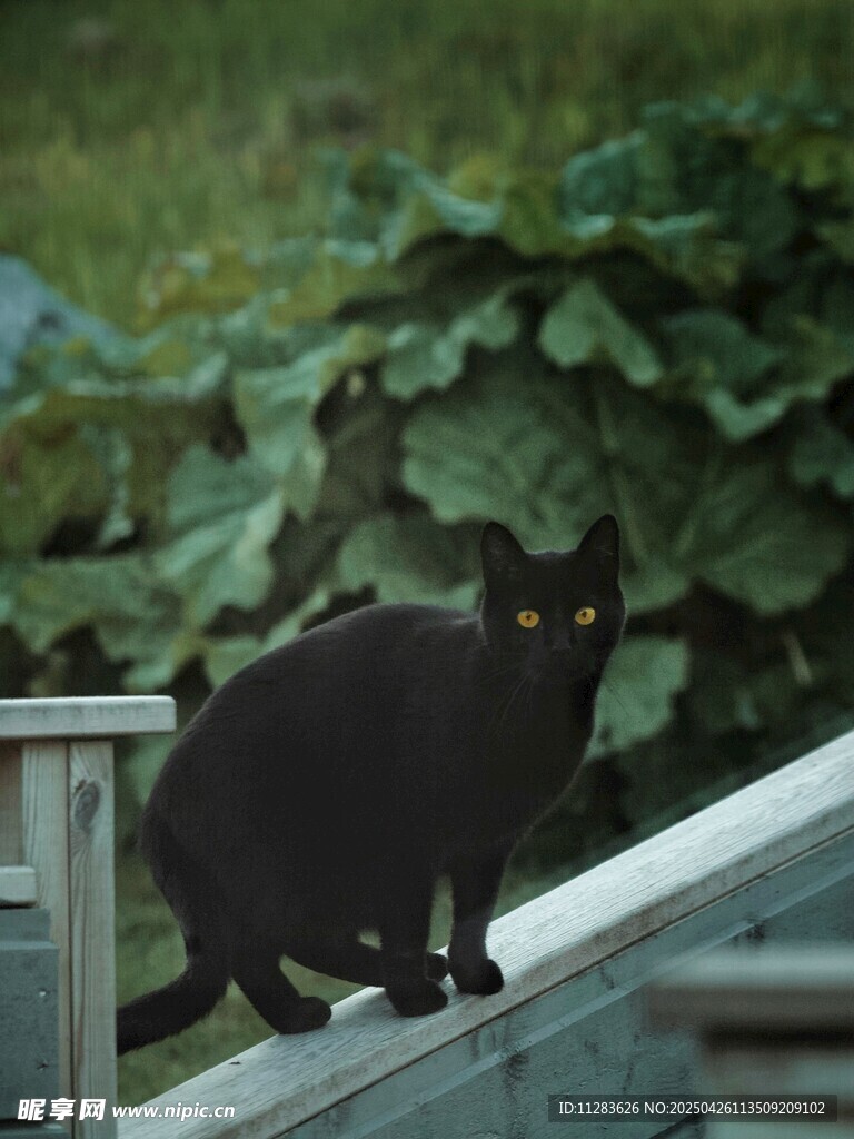 屋顶上的黑猫