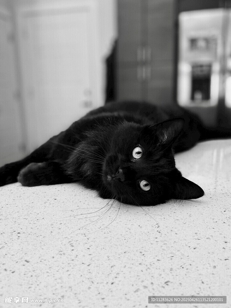 黑猫慵懒趴卧在地面