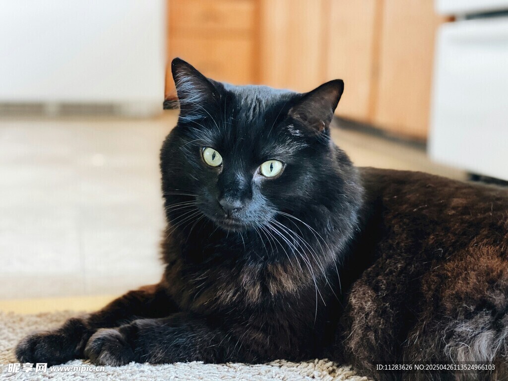 黑猫趴地眼神灵动