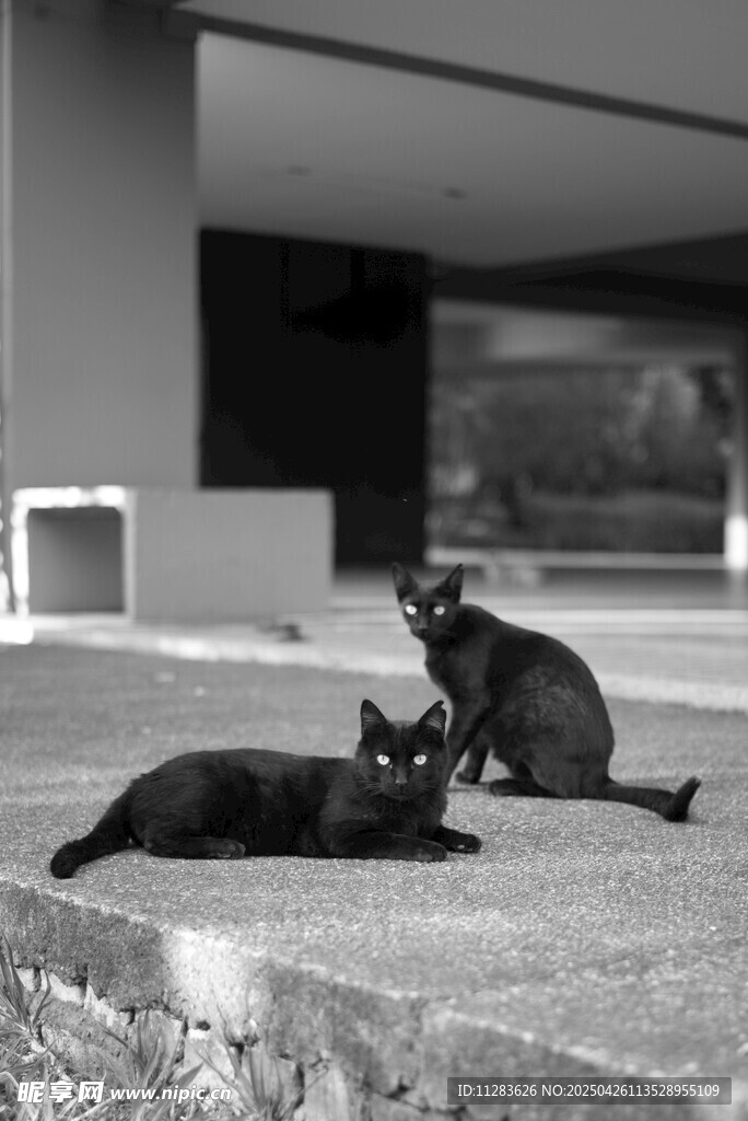 户外亲昵的两只猫咪