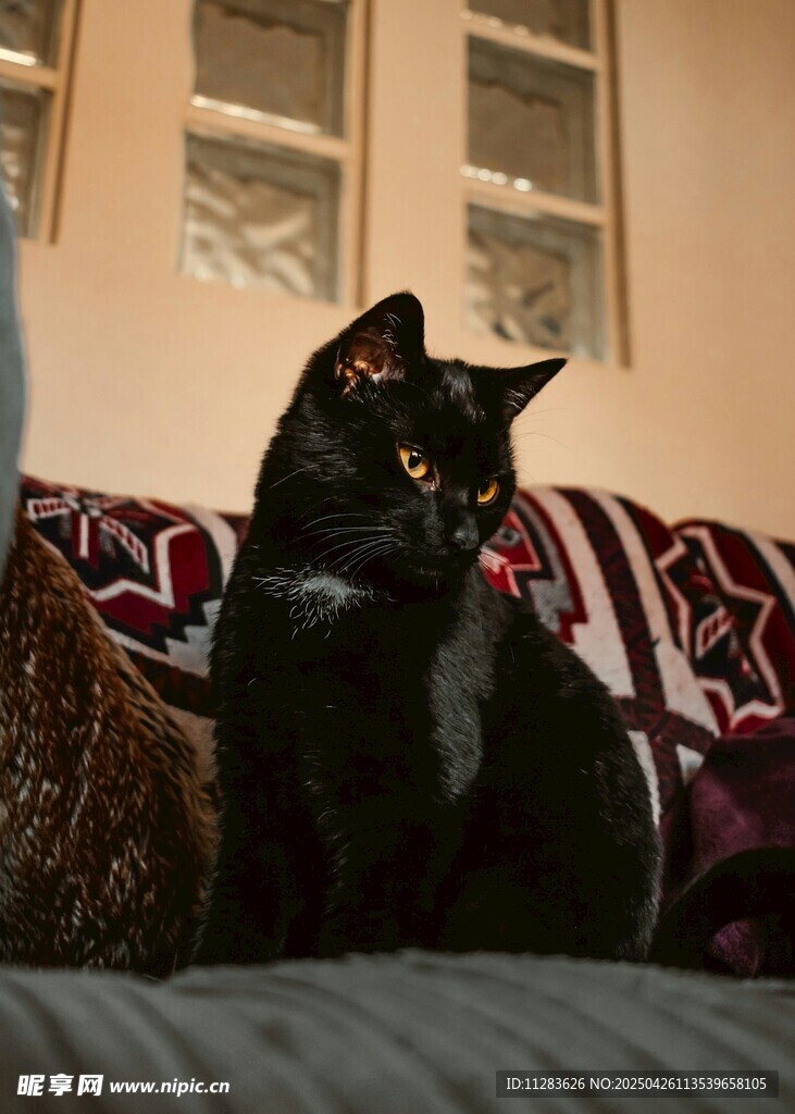 沙发上的黑猫咪