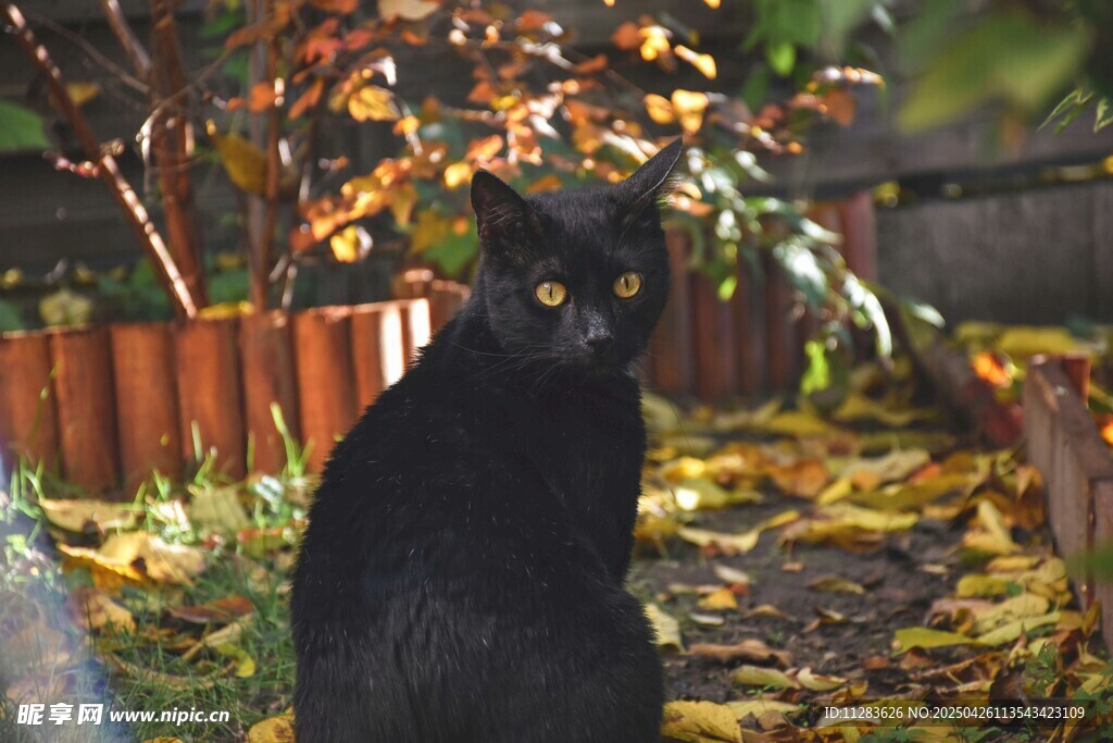 黑猫静立于秋日落叶间