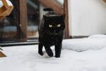 雪地中的黑猫