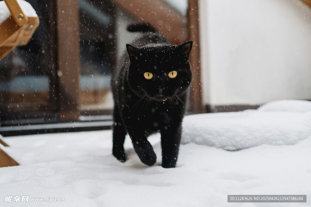 雪地中的黑猫
