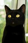 黑猫凝视窗外绿意