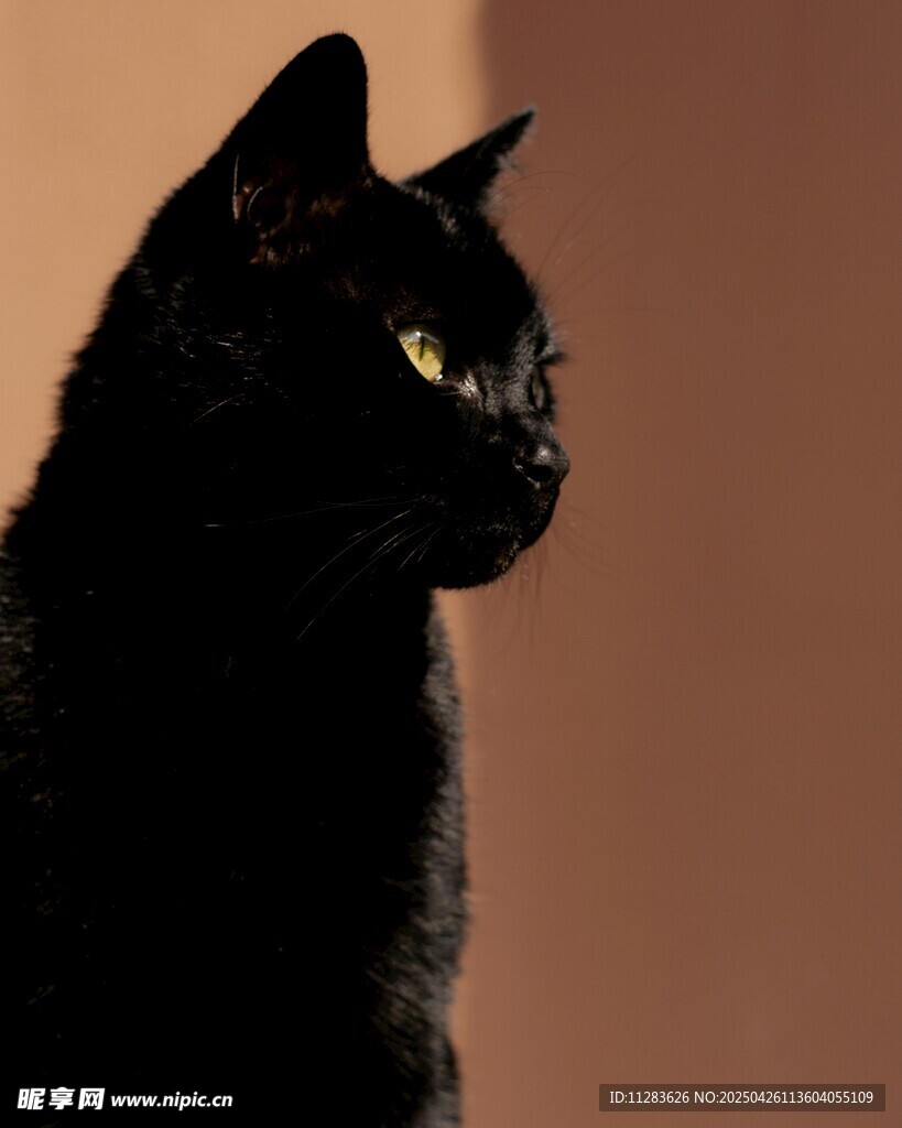 黑猫侧影