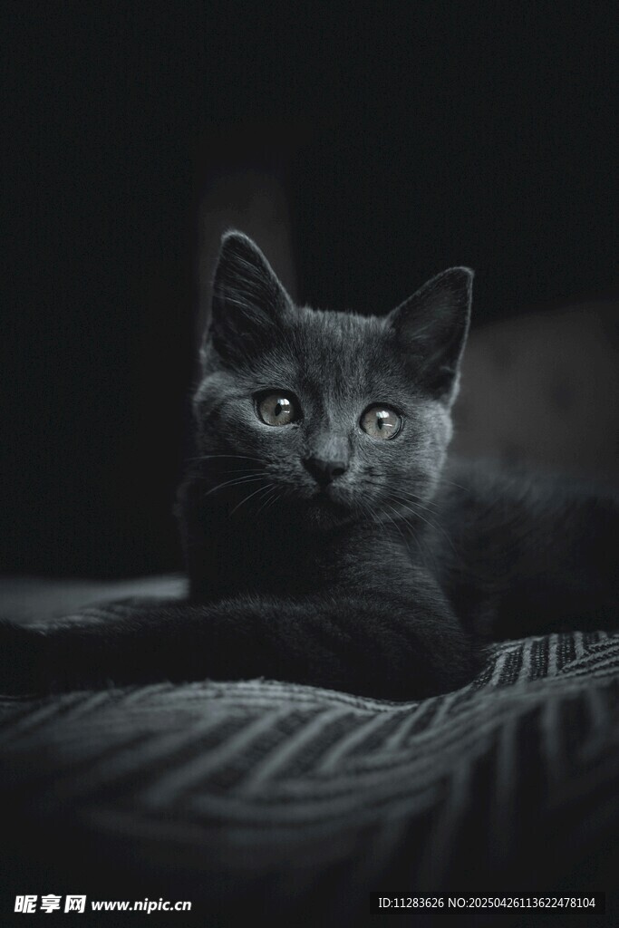 黑暗中可爱的猫咪