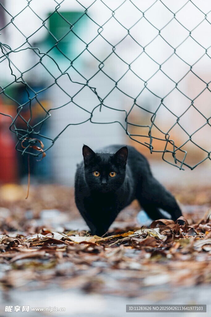 黑猫在围栏边漫步