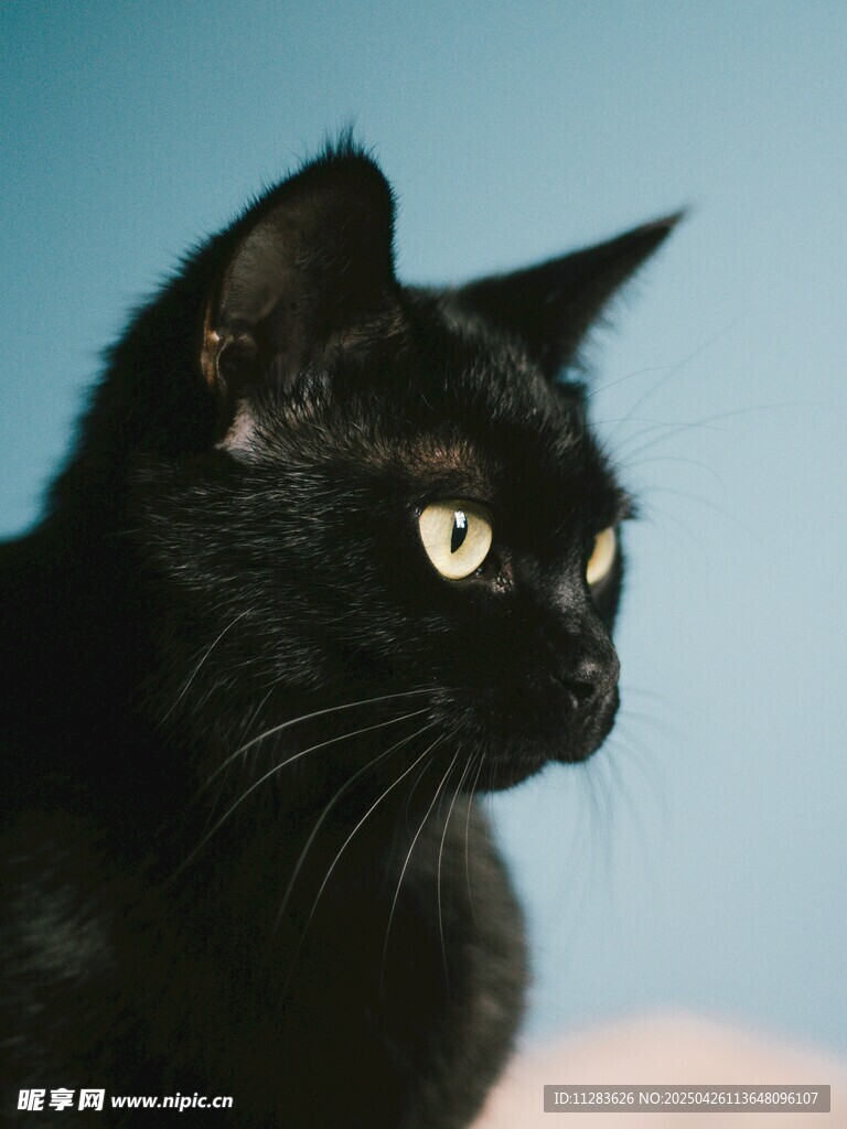 黑猫侧颜特写