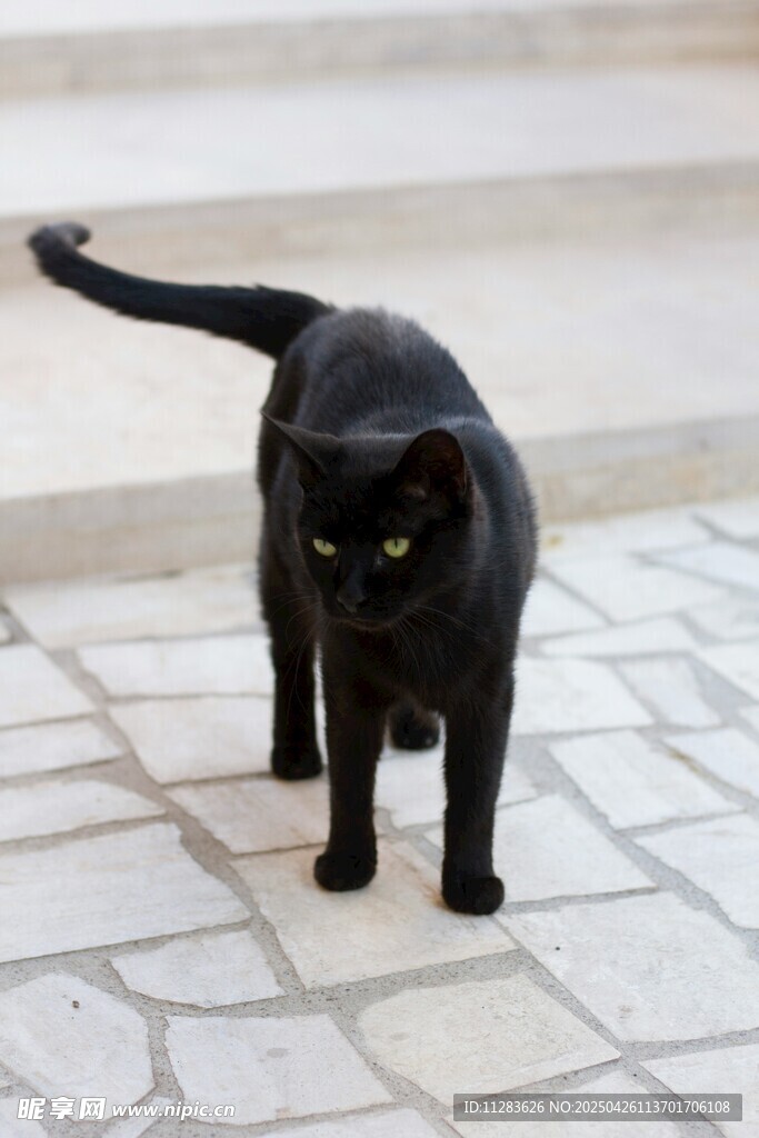 黑猫漫步石板路