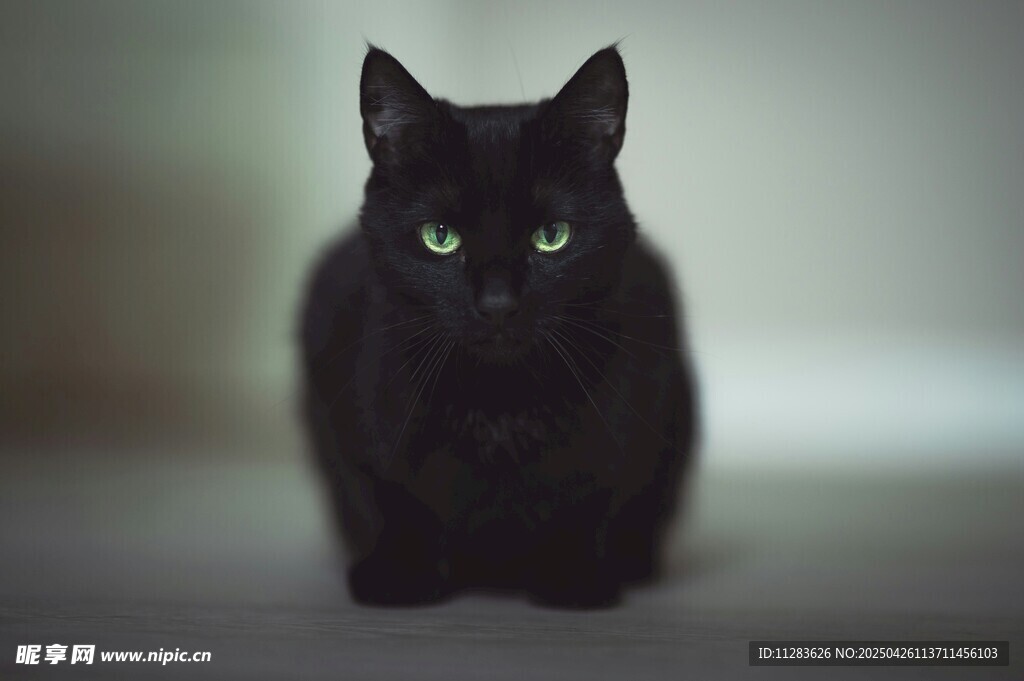 独坐的黑猫