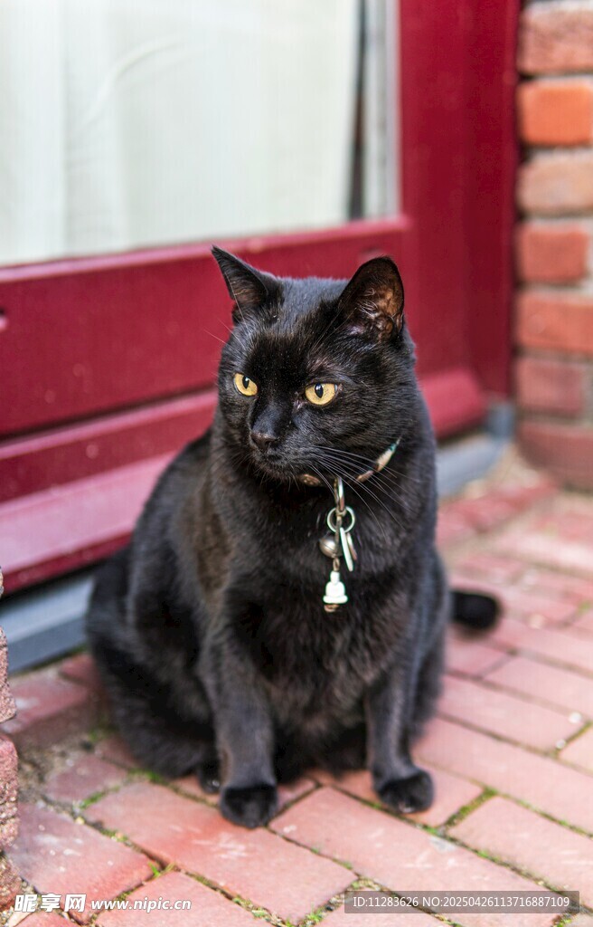 黑猫坐于红门前