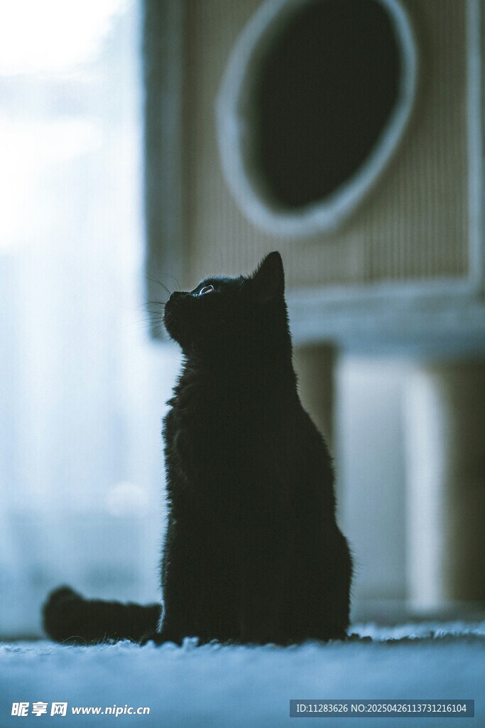 静坐凝望的猫咪剪影