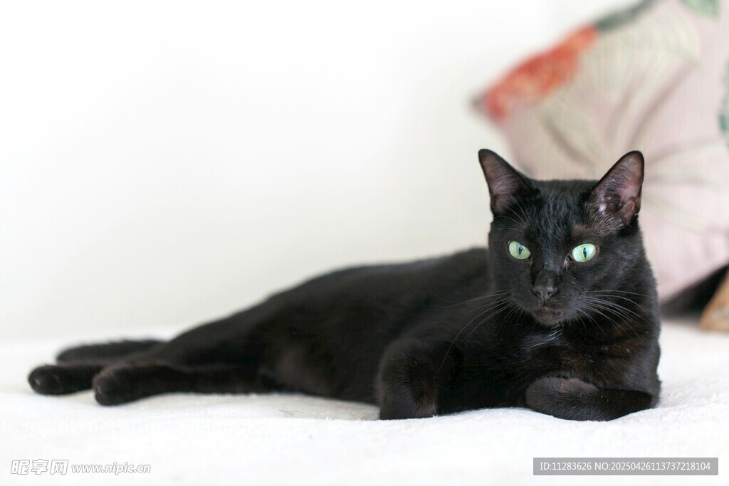 黑猫慵懒躺卧姿态优雅