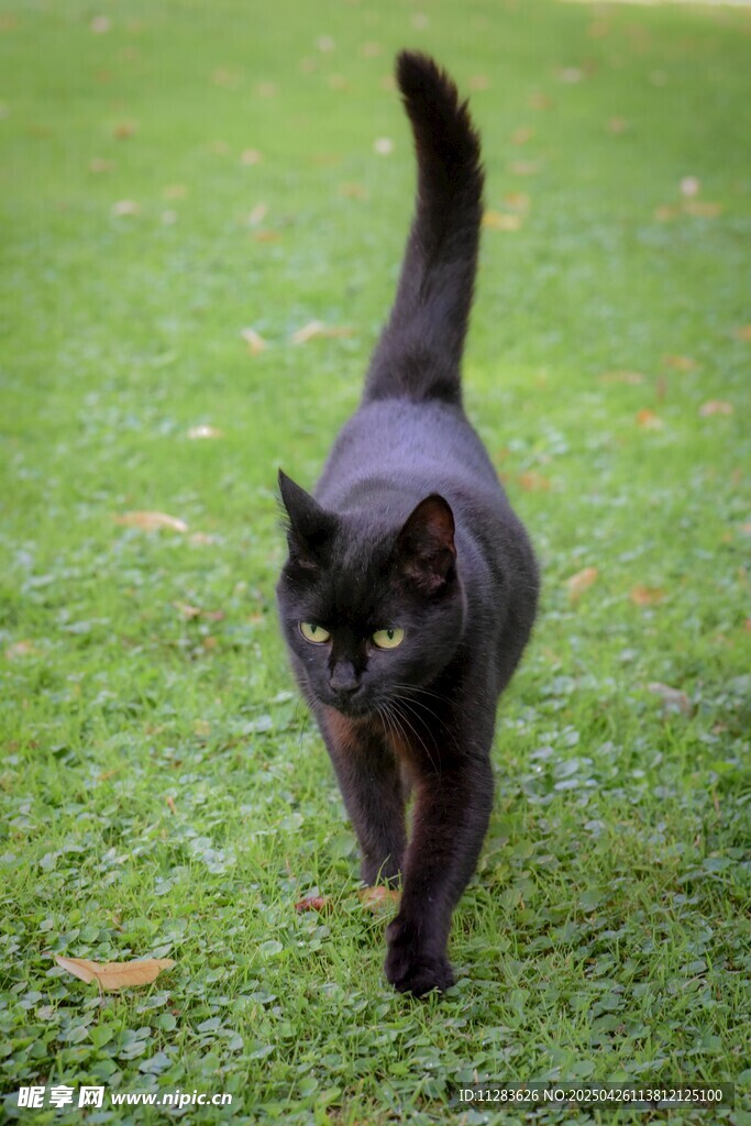 黑猫漫步绿草地